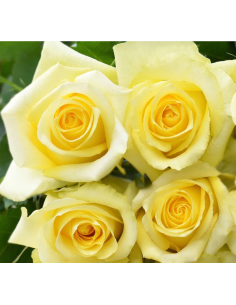Tara Yellow Rose 2