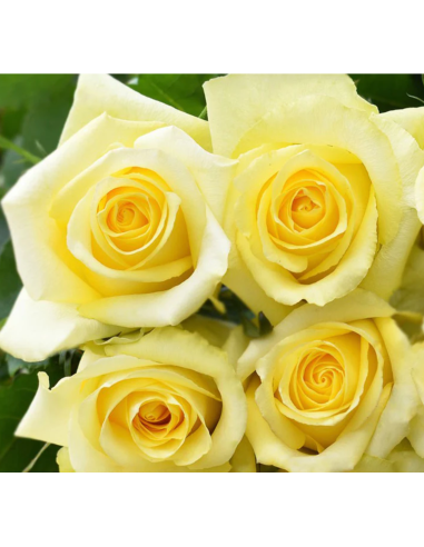 Tara Yellow Rose