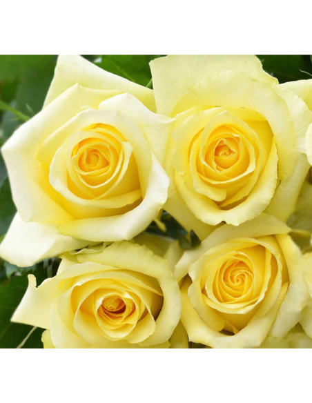 Tara Yellow Rose