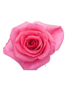 Tabatha Dark Pink  Roses 50 / 100 / 200 stems 2