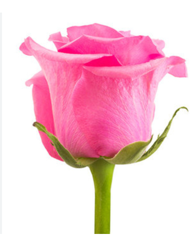 Tabatha Dark Pink  Roses 50 / 100 / 200 stems Tabatha Dark Pink  Roses 50 / 100 / 200 stems