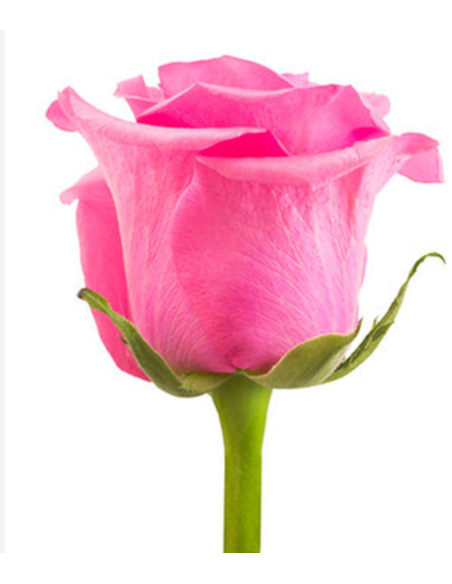 Tabatha Dark Pink  Roses 50 / 100 / 200 stems