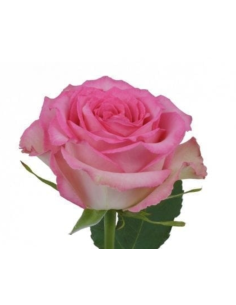 Sweet Unique Pink Roses | Wholesale Ecuadorian Wedding Flowers