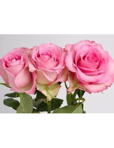 Sweet Unique Pink Rose 50 / 100 / 200 stems Sweet Unique Pink Rose 50 / 100 / 200 stems
