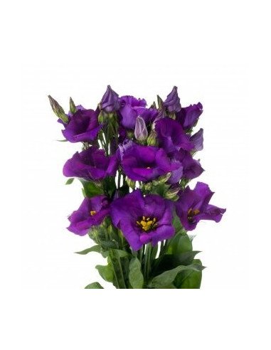 Lisianthus By the Bunch Lisianthus By the Bunch