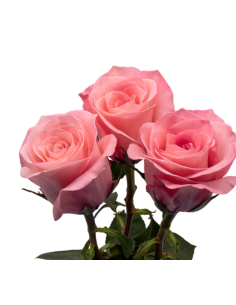 Sweet Mama Pink Rose 50 / 100 / 200 stems 2