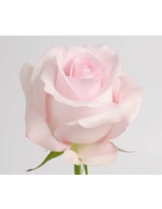 Sweet Akito Pink Rose 50 / 100 / 200 stems