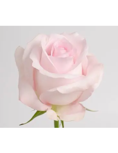 Sweet Akito Pink Roses | Wholesale Baby Pink Wedding Flowers