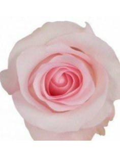 Sweet Akito Pink Roses | Wholesale Baby Pink Wedding Flowers 2