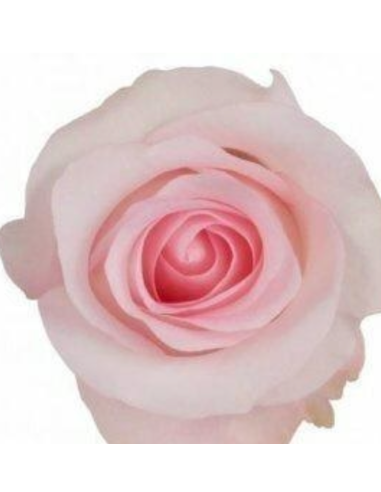 Sweet Akito Pink Rose 50 / 100 / 200 stems Sweet Akito Pink Rose 50 / 100 / 200 stems