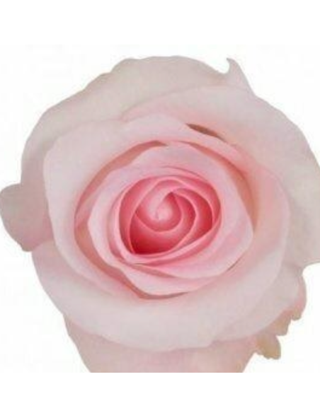 Sweet Akito Pink Roses | Wholesale Baby Pink Wedding Flowers