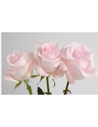 Sweet Akito Pink Roses | Wholesale Baby Pink Wedding Flowers