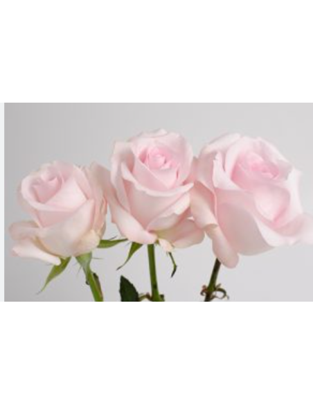 Sweet Akito Pink Roses | Wholesale Baby Pink Wedding Flowers