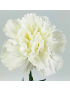 White carnations 75 / 150 stems