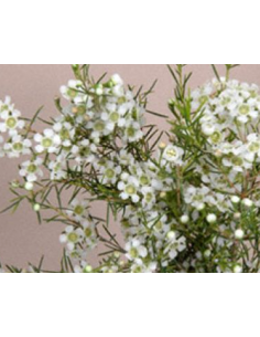 Waxflower White by the Box 14 Bunches 2