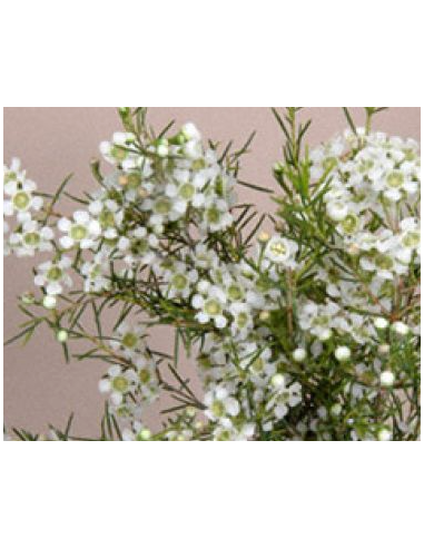 Waxflower Bridal White — 5 / 10 / 15 / 20 Bunches | Wholesale & Bulk Fillers