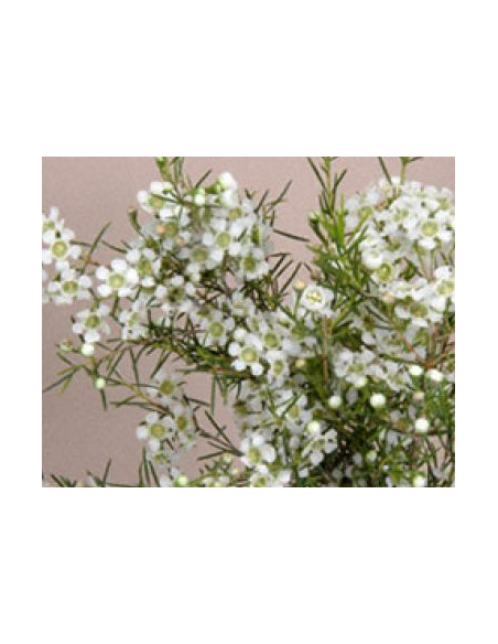 Waxflower Bridal White — 5 / 10 / 15 / 20 Bunches | Wholesale & Bulk Fillers
