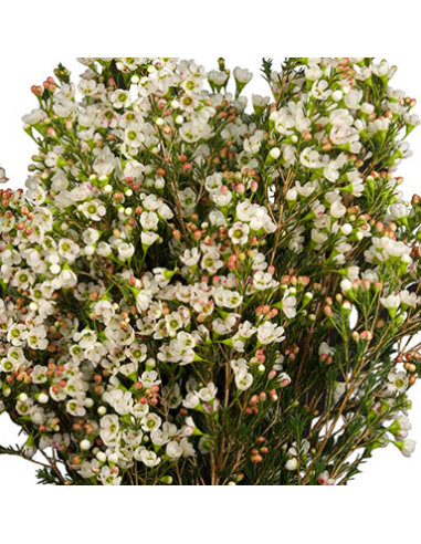 Waxflower Bridal White — 5 / 10 / 15 / 20 Bunches | Wholesale & Bulk Fillers