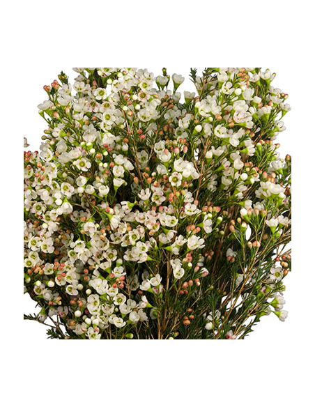 Waxflower Bridal White — 5 / 10 / 15 / 20 Bunches | Wholesale & Bulk Fillers