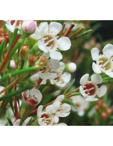 Waxflower Bridal White — 5 / 10 / 15 / 20 Bunches | Wholesale & Bulk Fillers