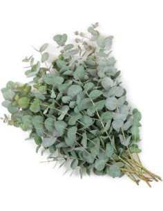 Eucalyptus TRUE Blue and Baby Blue 10 / 20 Bunches