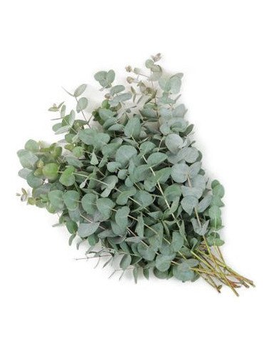 Eucalyptus TRUE Blue and Baby Blue 10 / 20 Bunches for wholesale by Florasource