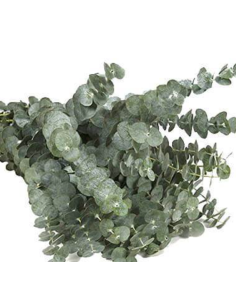 Eucalyptus TRUE Blue and Baby Blue 10 / 20 Bunches 2