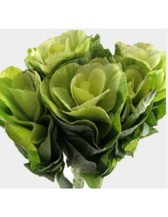 Kale (Brassica) Clover & Large 30 Stems