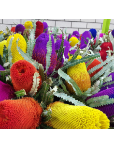 TINTED Banksia Assorted 5 / 10 / 15 / 20  stems