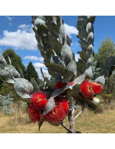 Eucalyptus Macrocarpa 5 /10 stems