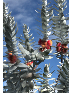 Eucalyptus Macrocarpa 5 /10 stems 2