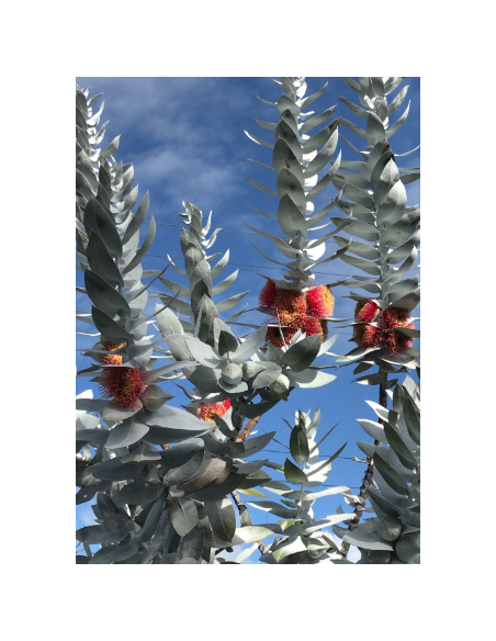 Eucalyptus Macrocarpa 5 /10 stems