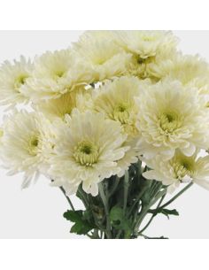 Cushions White 6 / 12 Bunches