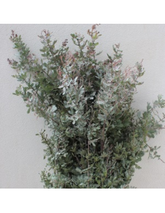 Acacia Assorted – Wholesale & Bulk Fresh Acacia Greenery