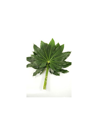 Fatsia