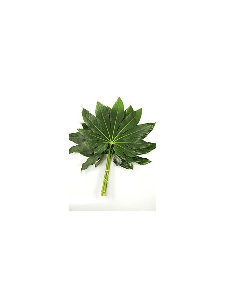 Fatsia