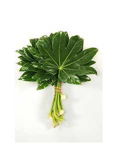Fatsia 2
