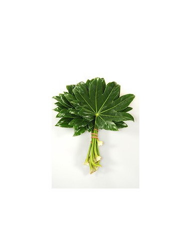 Fatsia