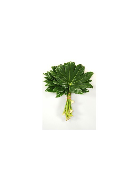 Fatsia
