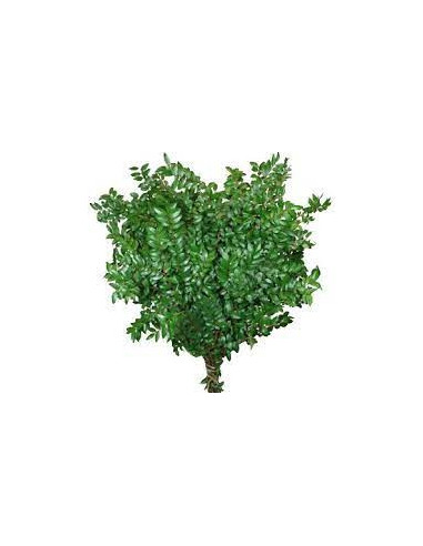 Huck Green — 5 / 10 / 15 / 20 Bunches | Wholesale & Bulk Greenery
