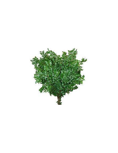 Huck Green — 5 / 10 / 15 / 20 Bunches | Wholesale & Bulk Greenery