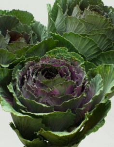 Kale (Brassica) 10 Stems