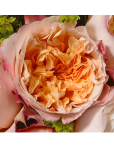 Garden Rose Edith 24 / 36 / 48 Stems