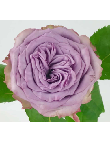 Garden Rose Dolcetto Lavender 24 / 36 / 48 Stems substitution policy ...