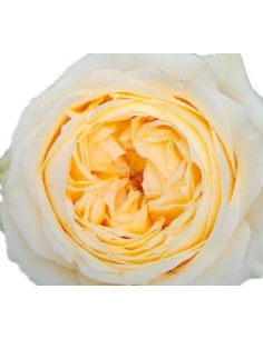 Garden Rose Buttercup 24 / 36 / 48 Stems 2