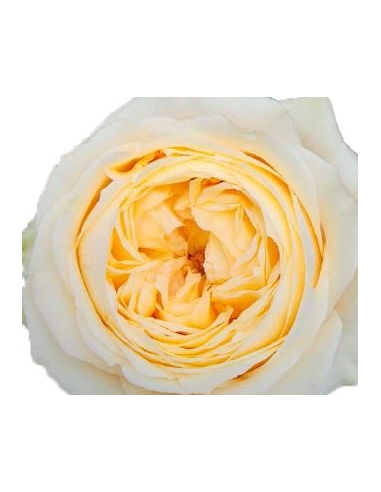 Garden Rose Buttercup 24 / 36 / 48 Stems Garden Rose Buttercup 24 / 36 / 48 Stems