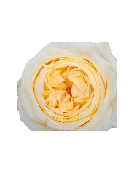 Garden Rose Buttercup 24 / 36 / 48 Stems