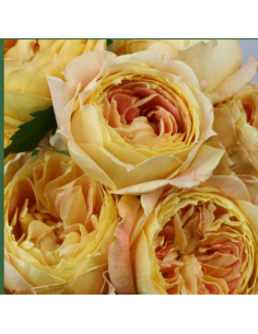 Garden Rose Caramel Antike 24 / 36 / 48 Stems