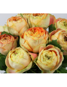 Garden Rose Helios Romantica 24 / 36 / 48 Stems