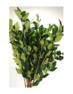 Ligustrum